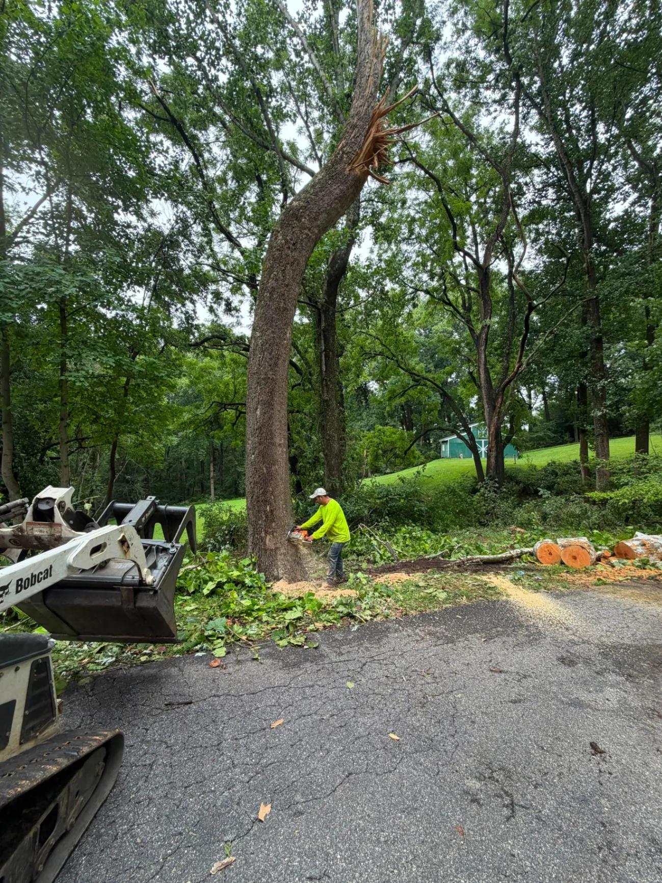 Expert Tree and Landscaping Solutions