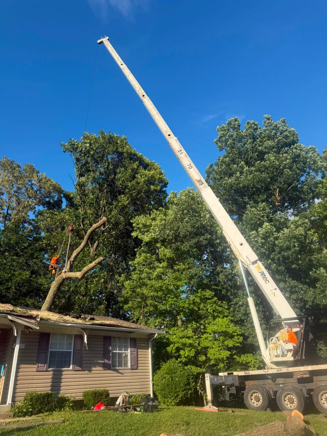 Expert Tree and Landscaping Solutions 2