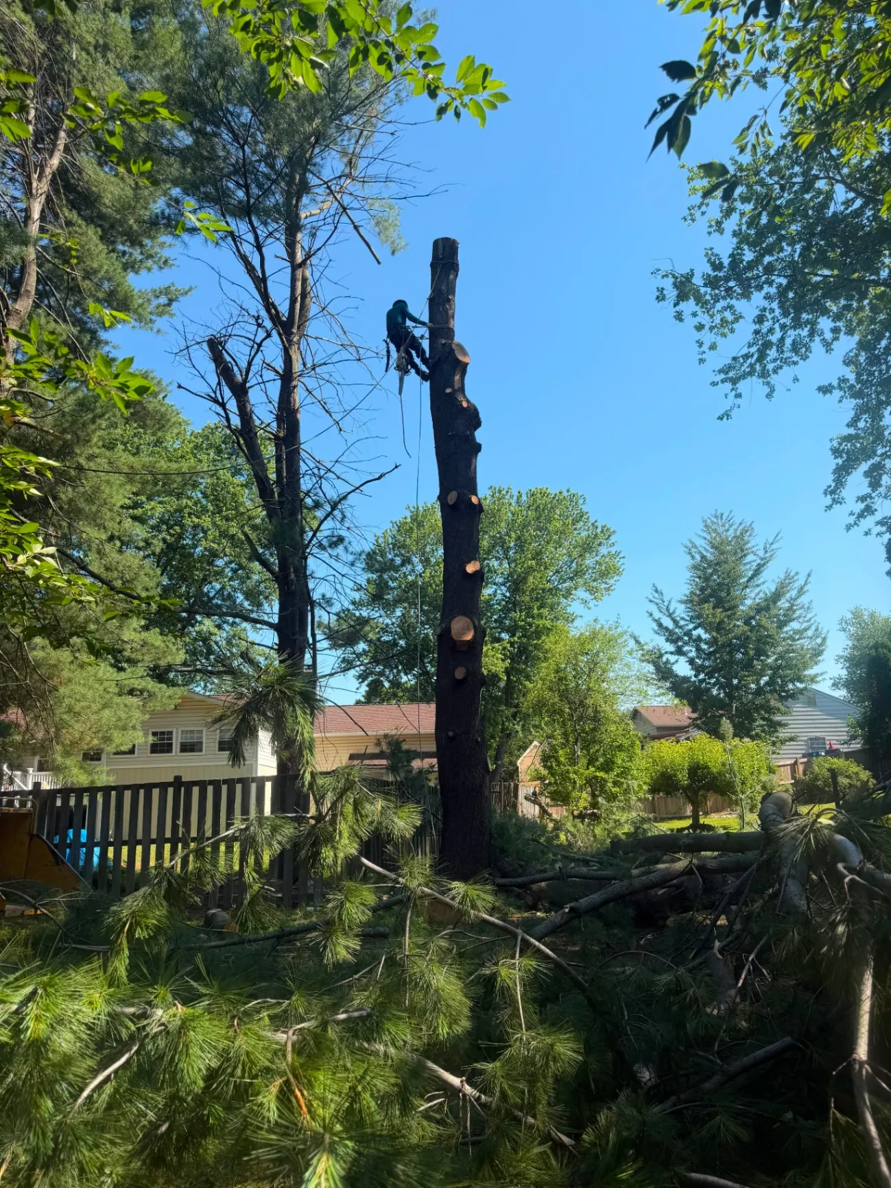 Expert Tree and Landscaping Solutions 3