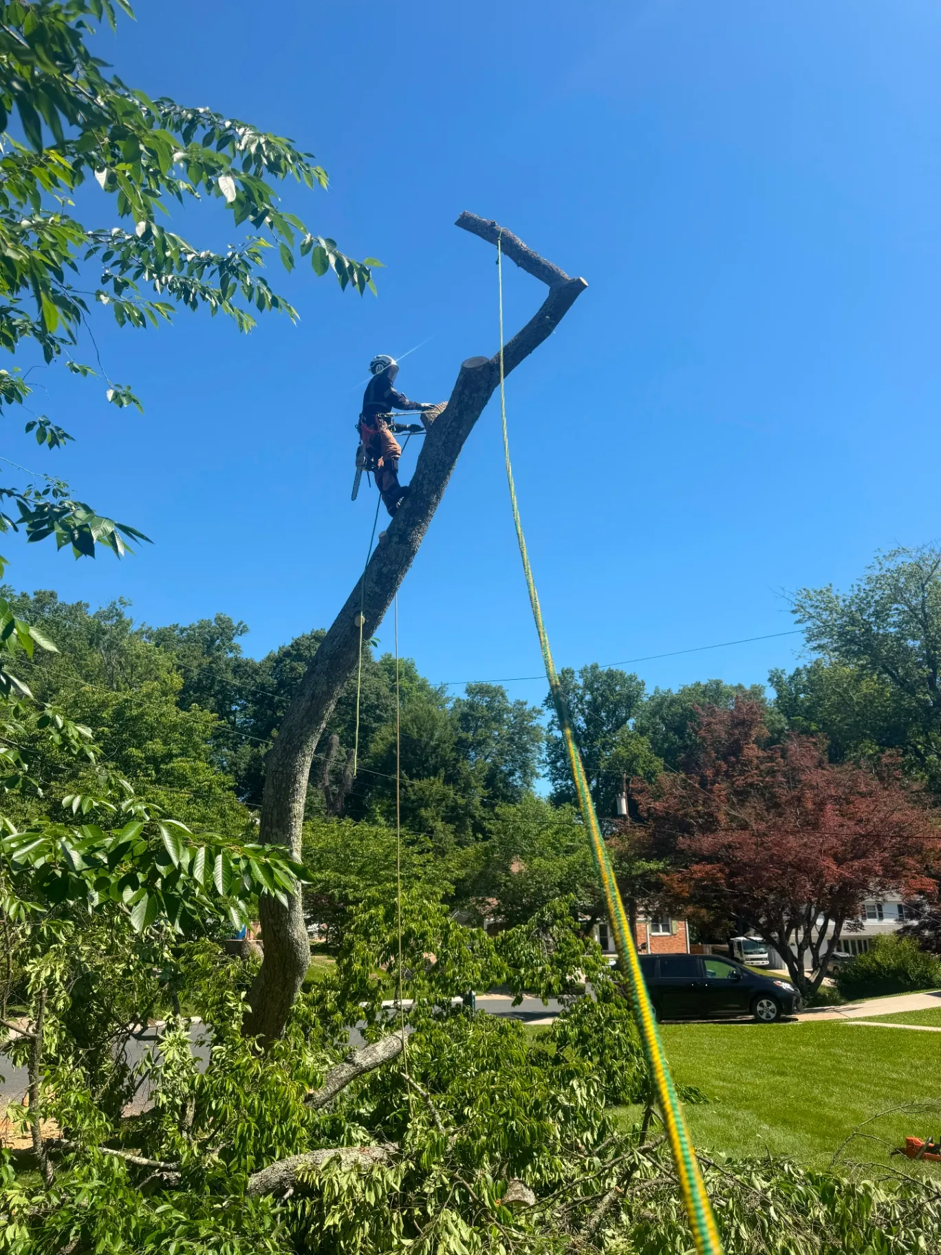 ALY Tree Services & Landscaping 2