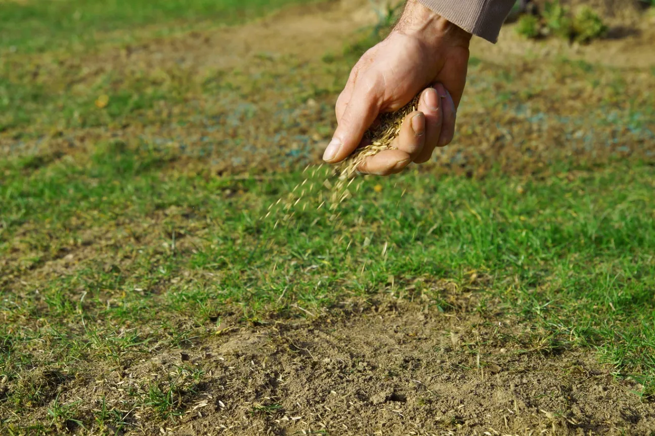 Overseeding