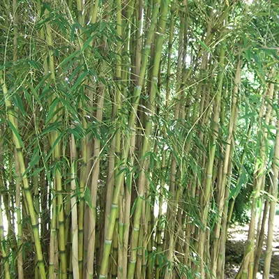 Bamboo Barrier Installation