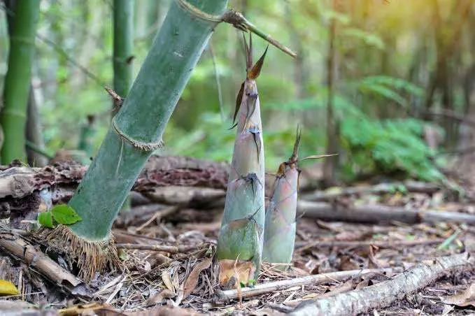 Bamboo Removal