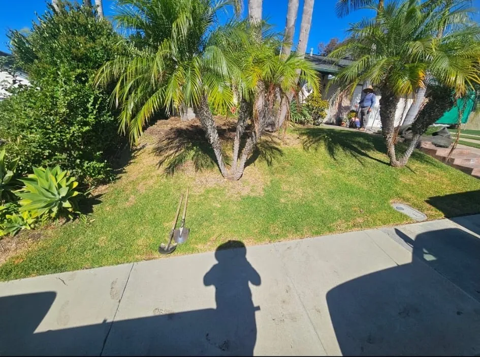 Daniel Islas Landscaping Inc