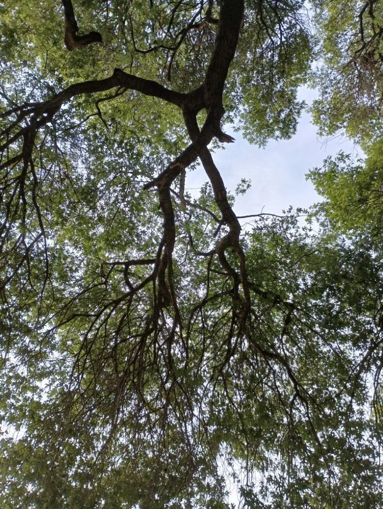 Tree Trimming