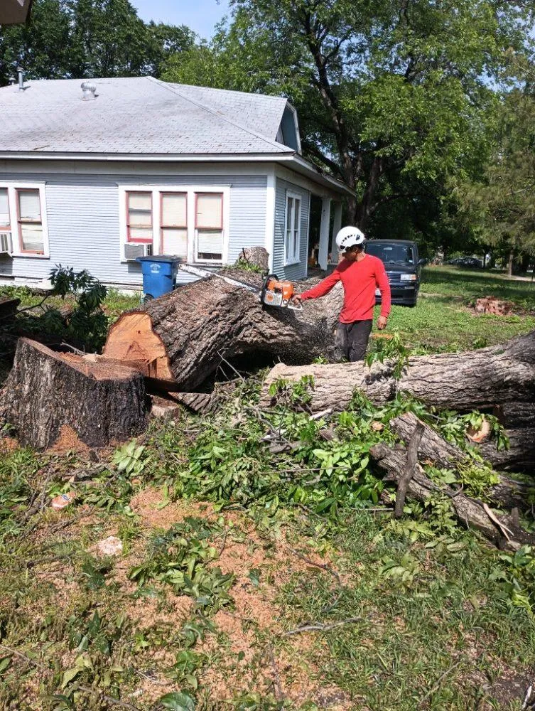 Tree Services