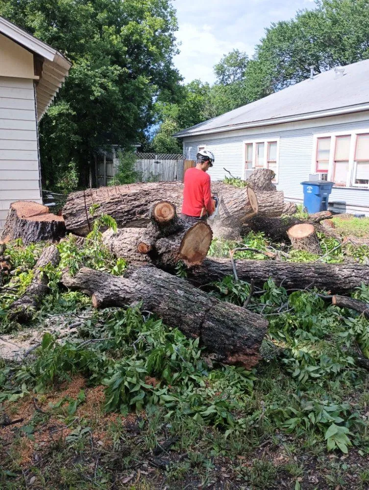 Precision Tree Trimming Services