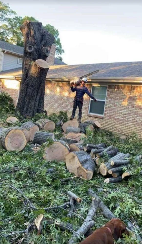 Tree Removal