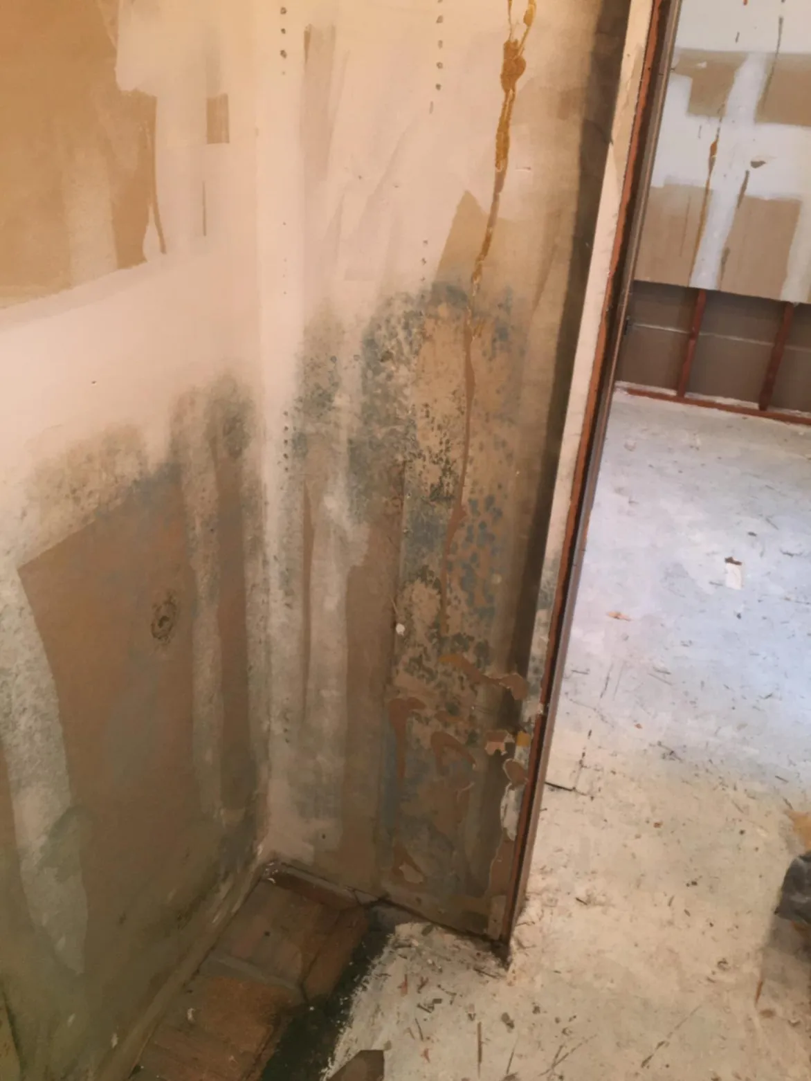 Mold Remediation
