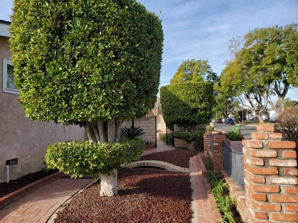 Tree Removal, Pruning & Trimming