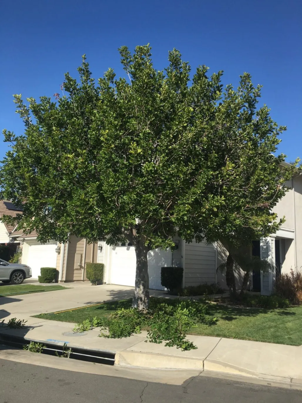 Tree Trimming