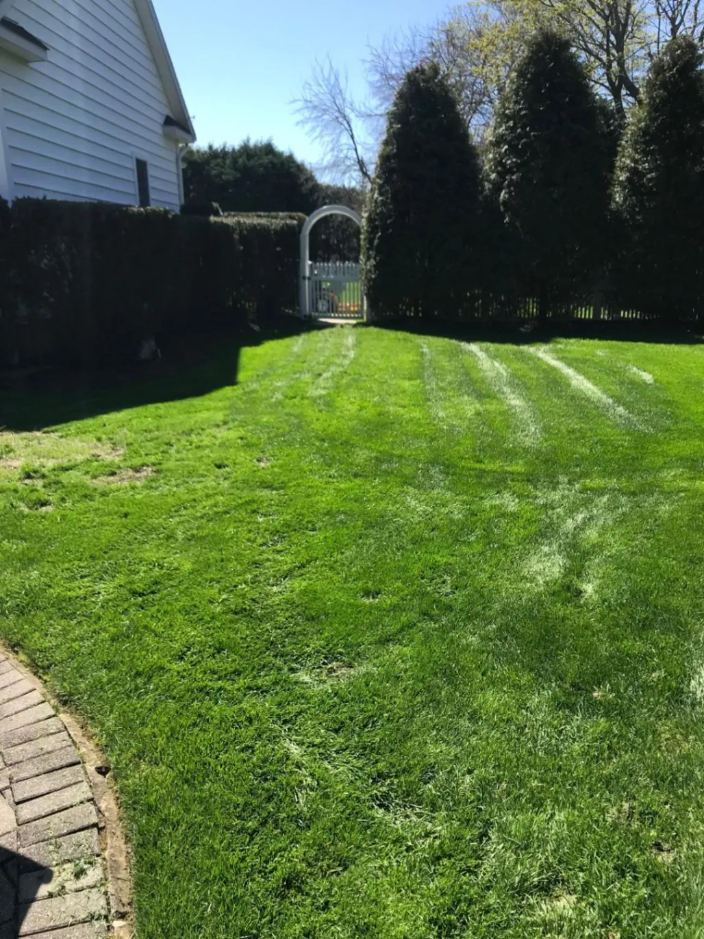 Lawn Seeding