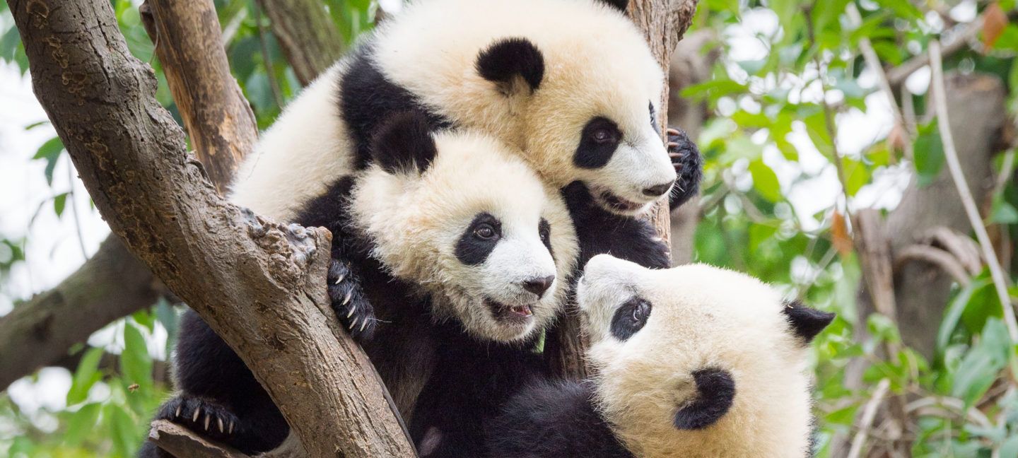WWF World Wildlife Fund