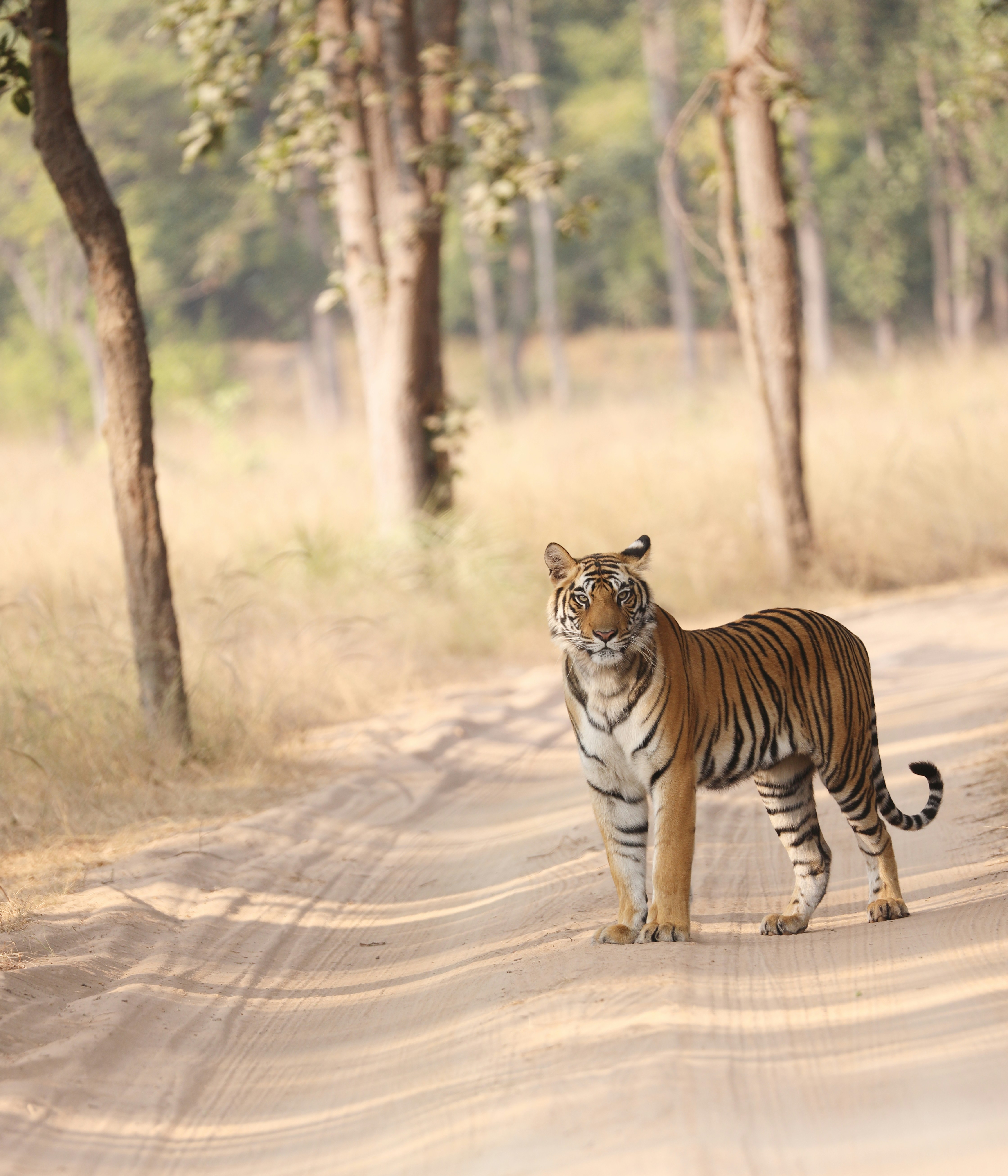 Heart Of The Wild: Central India Tiger Safari Expedition image 1