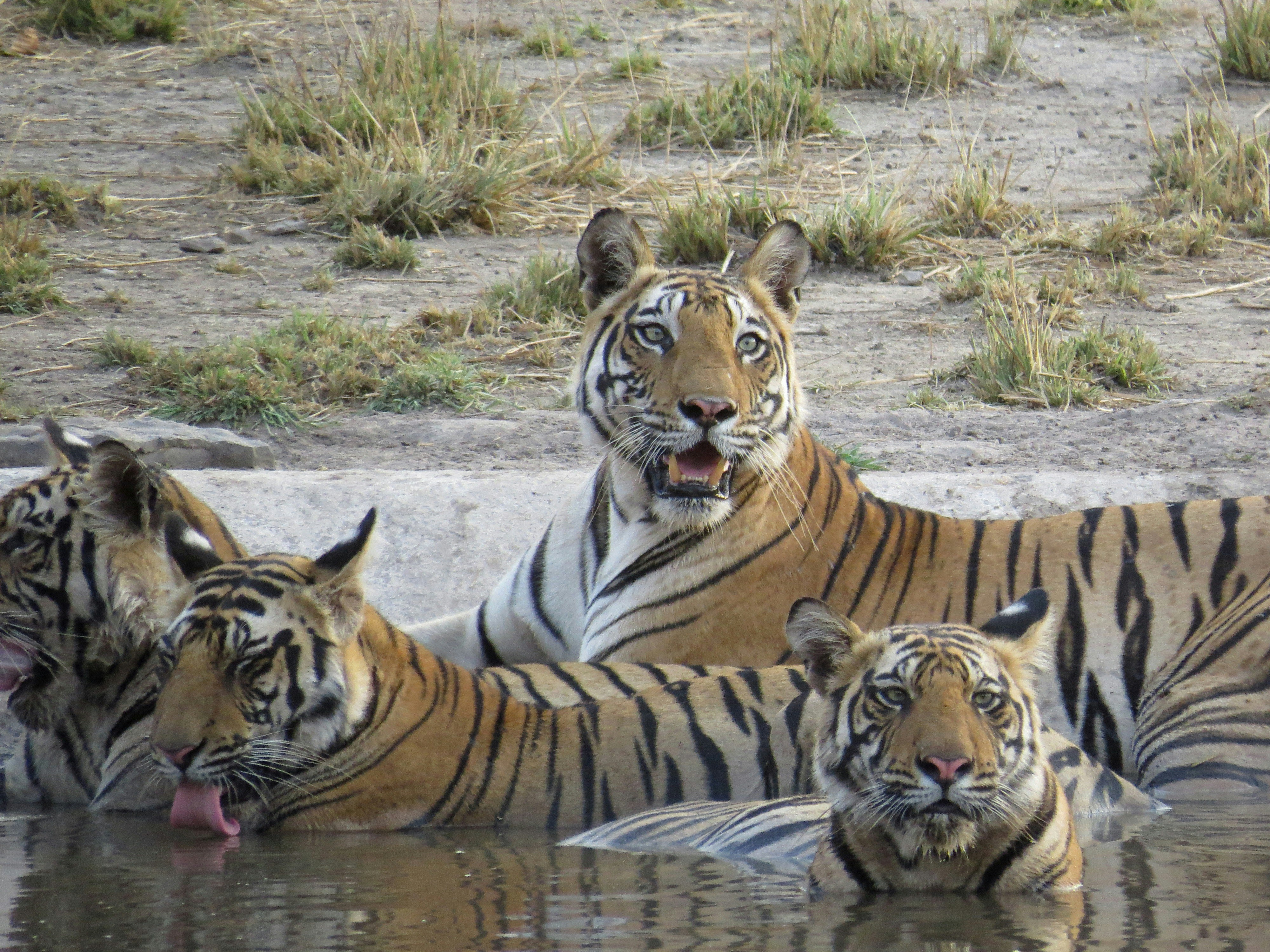 Heart Of The Wild: Central India Tiger Safari Expedition image 2