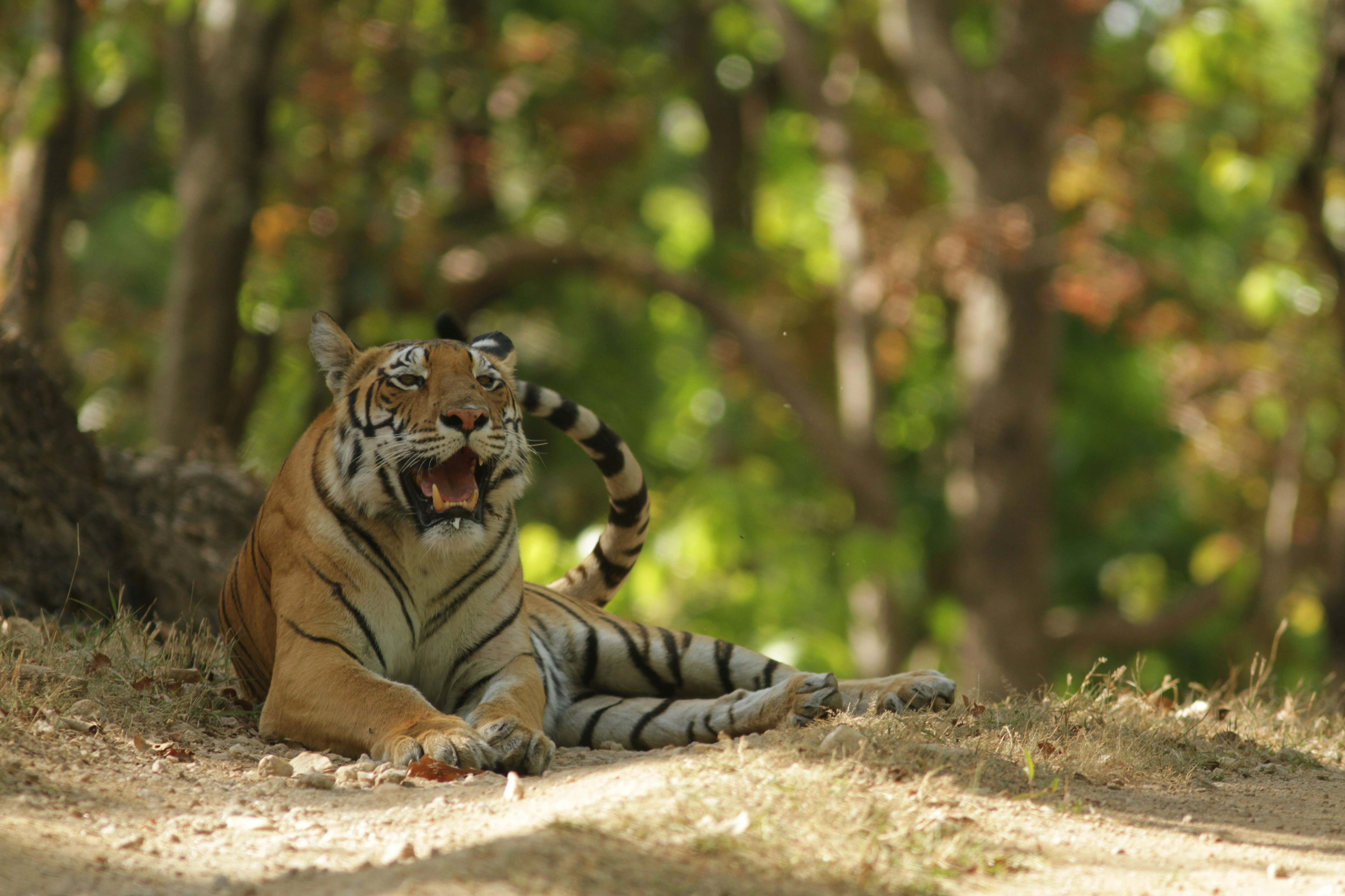 Heart Of The Wild: Central India Tiger Safari Expedition
