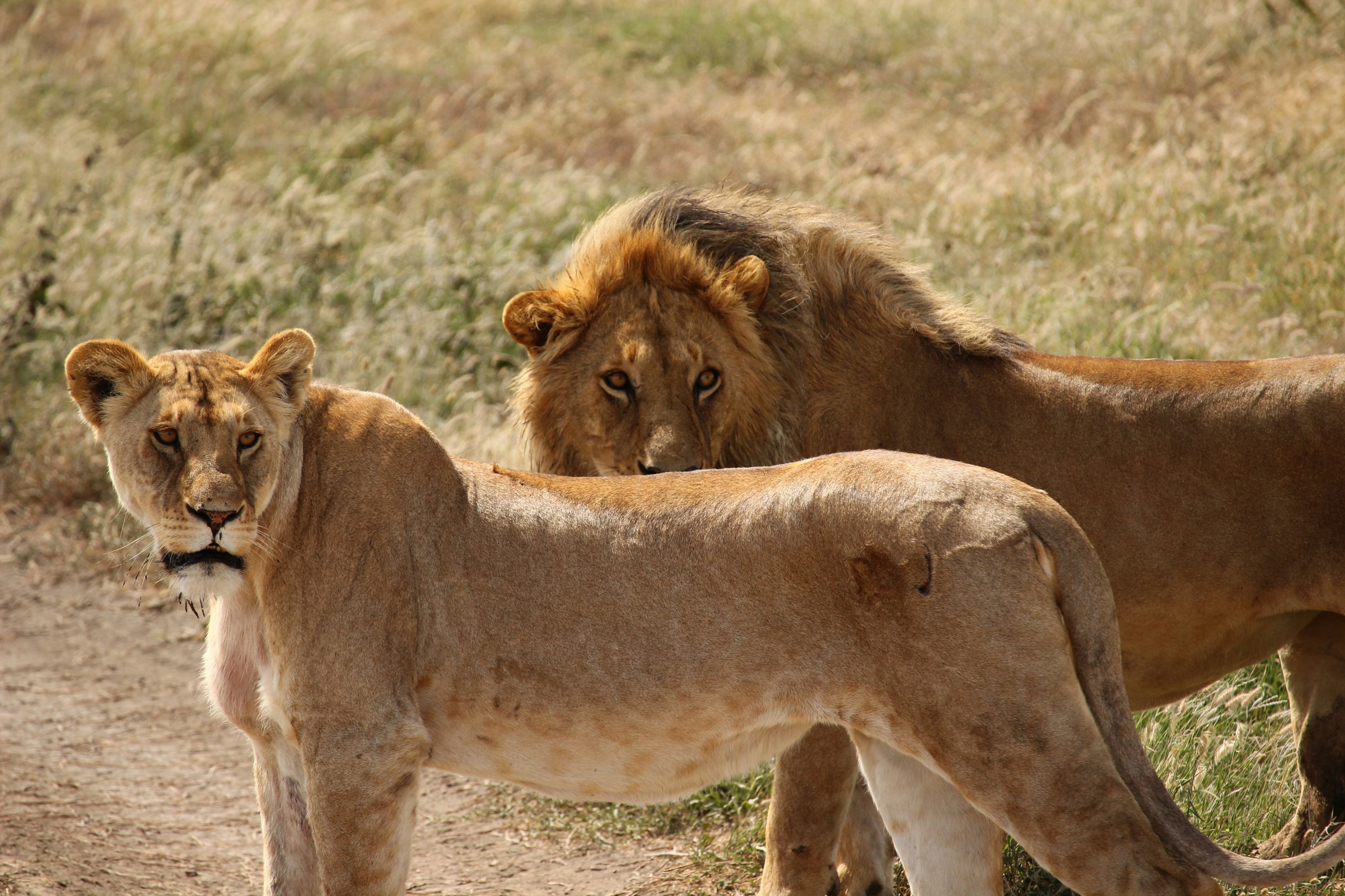 Wildlife Wonders Of Gujarat