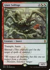 Giant Solifuge