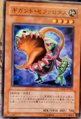 Gigantic Cephalotus #CSOC-JP025