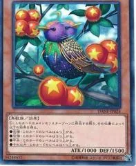 Star Staring Starling DANE-JP024