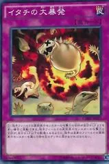 Ferret Flames CORE-JP077