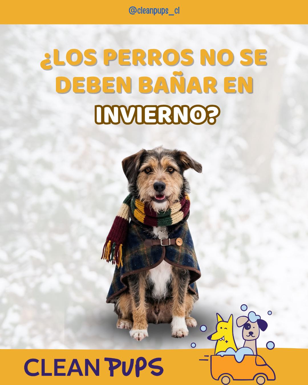 ❄️🐶 ¿Crees que los perros no se deben bañar en invierno? ¡Es un mito! Si el baño se realiza con agua a temperatura adecuada y un secado completo, tu peludo puede mantenerse limpio y saludable durante todo el año. 💙✨

Agenda su baño a domicilio con Clean Pups. 🛁🐾 

 #🛁🐾 #mito #realidad #cleanpups #viñadelmar #invierno en Clean Pups, Viña del Mar