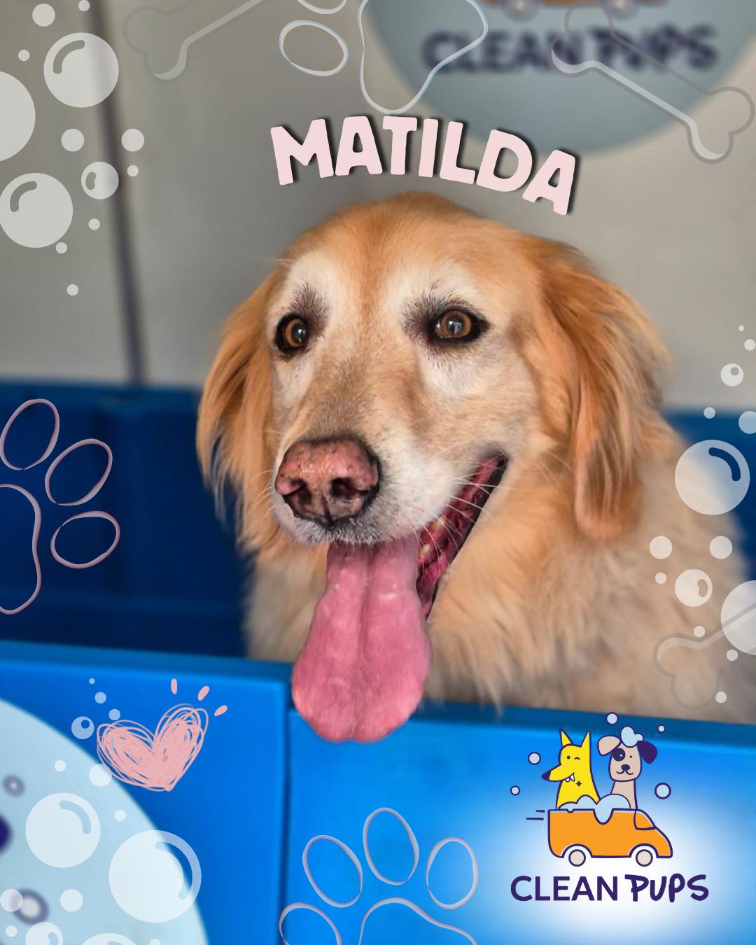 Matilda 🎀
Princesa Golden 👑
No le gustan los ruidos, pero ama que le hagan sus masajes y spa al estilo Clean Pups 🐾✨

 #🐾✨ #viñadelmar #bañosadomocilioparasumascota en Clean Pups, Viña del Mar