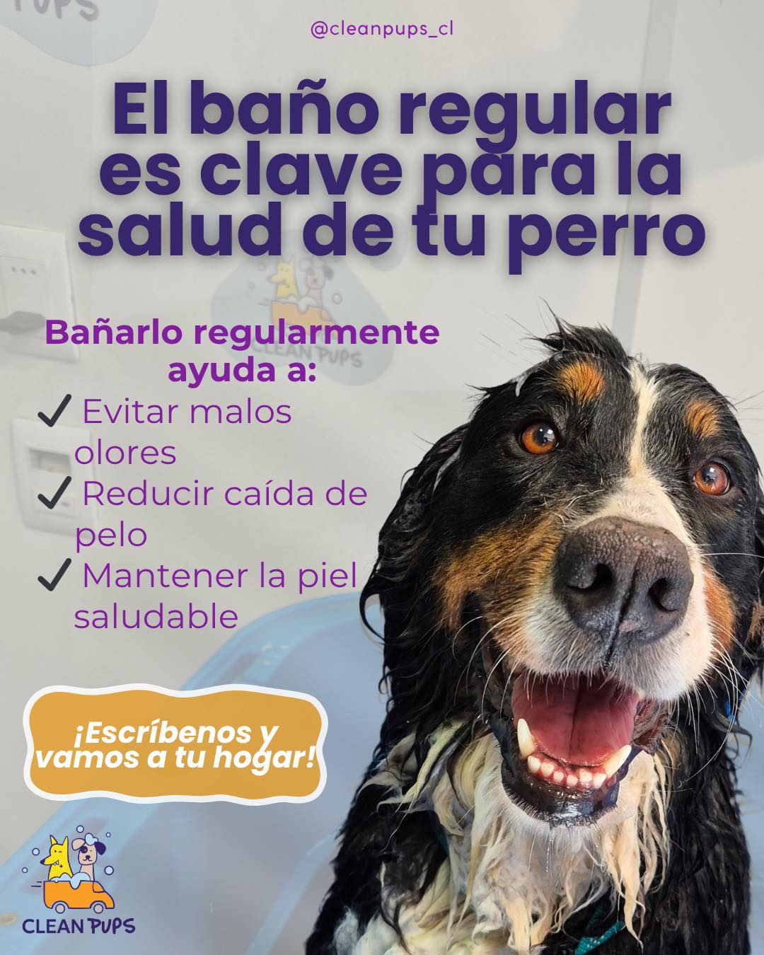 Un buen baño hace la diferencia en la salud de su piel y pelaje✨
Menos suciedad, menos olores y un perrito mucho más feliz! 🥰
Nosotros nos encargamos de todo, directo en tu hogar 🏠 

📲Agenda tu hora y vive la experiencia Clean Pups🐾

#viñadelmar #bañoadomicilio #dogslovers en Clean Pups, Viña del Mar