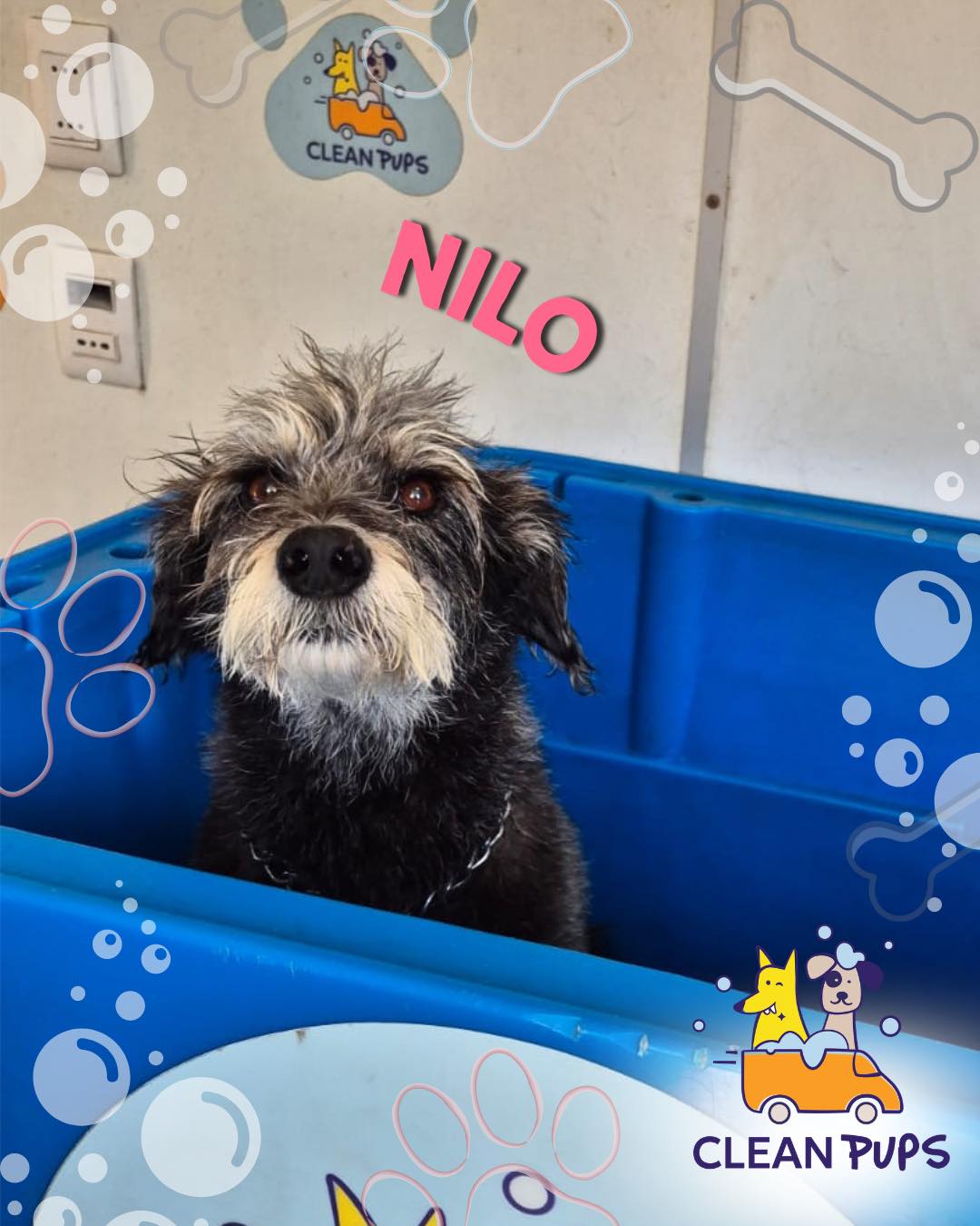 Nilo ✨
Se porta como un verdadero Gentledog👔🐾

#viñadelmar #bañoadomicilio #ᴅᴏɢʟᴏᴠᴇʀ en Clean Pups, Viña del Mar