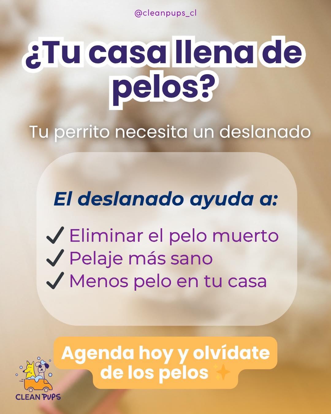 ¿Tu casa llena de pelos? 🐶🧹
Es señal de que tu perrito necesita un buen deslanado ✂️✨

Eliminamos el pelo muerto, cuidamos su pelaje y te devolvemos la tranquilidad en tu hogar 🙌

🚐 Vamos hasta tu casa
📲 Agenda hoy y olvídate de los pelos

#viñadelmar #bañoadomicilioparaperros #deslanadocanino en Clean Pups, Viña del Mar