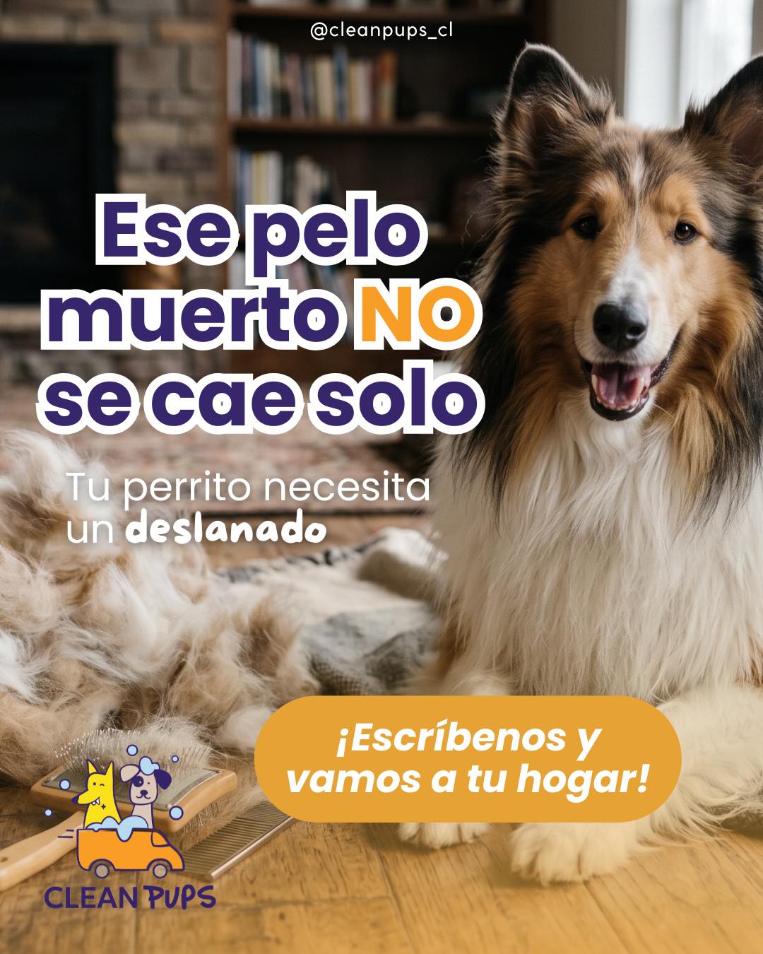 ✨ Ese “pelito suelto” no se va solo… y puede terminar en nudos, exceso de calor y problemas en la piel 🐶💨

El deslanado ayuda a eliminar el pelo muerto, mantener el pelaje sano y dejar a tu perrito mucho más cómodo 🛁✨

En Clean Pups vamos hasta tu hogar para que tu peludo reciba un cuidado profesional, sin estrés y con mucho cariño 💜🐾

📩 Agenda tu hora y deja a tu perrito feliz, fresco y libre de pelo muerto.

#bañosadomicilio🚿🐕 #viñadelmar #deslanadocanino en Clean Pups, Viña del Mar