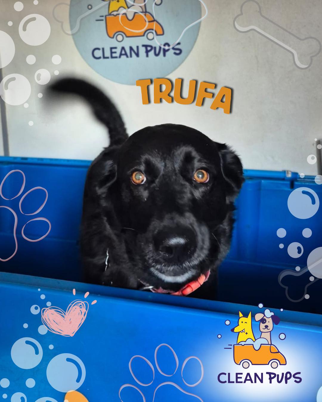 Trufa! 🐾✨

Una mestiza muuuy coqueta🎀🩷

#cleanpups #bañoadomicilioparaperros #viñadelmar en Clean Pups, Viña del Mar