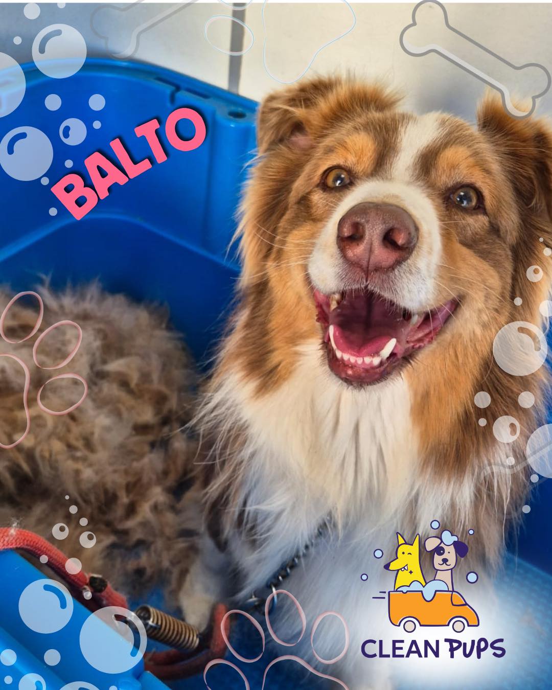 Balto 💙
Un Pastor Australiano muy feliz con su deslanado 🙌 en Clean Pups, Viña del Mar