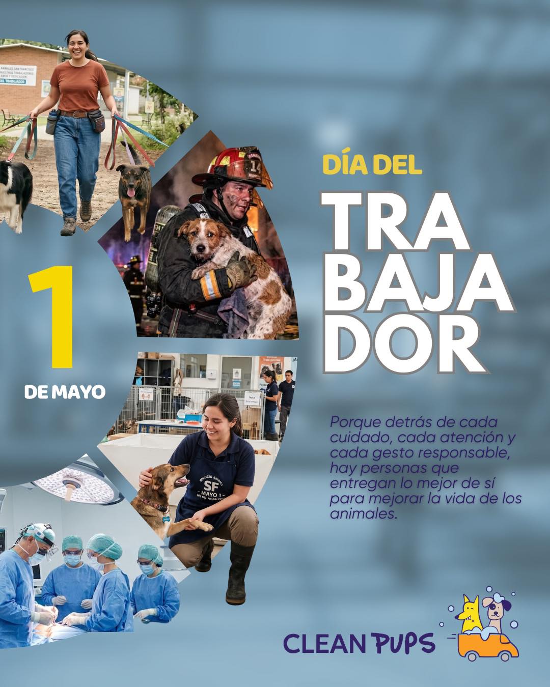 Hoy celebramos a quienes trabajan con compromiso, respeto y amor por el bienestar animal. 🐾

Porque detrás de cada cuidado, cada atención y cada gesto responsable, hay personas que entregan lo mejor de sí para mejorar la vida de los animales.

Feliz Día del Trabajador a todos quienes hacen del bienestar animal una verdadera vocación. 🧡

 #1demayo #diadeltrabajador #ViñaDelMar en Clean Pups, Viña del Mar