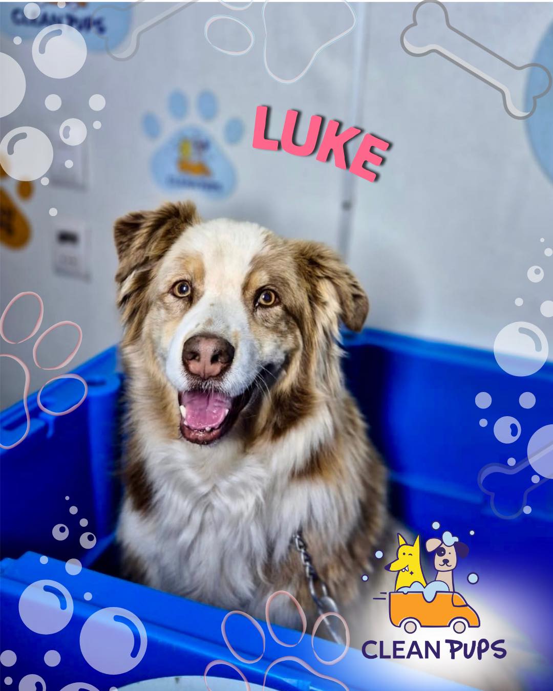 Luke ✨ 
¿Recuerdan a Balto? 
Luke es su Padre 🫢 

Limpio y sin estrés en la comodidad de su hogar 🏡 

#viñadelmar #bañosadomicilio🚿🐕 #doghappy en Clean Pups, Viña del Mar