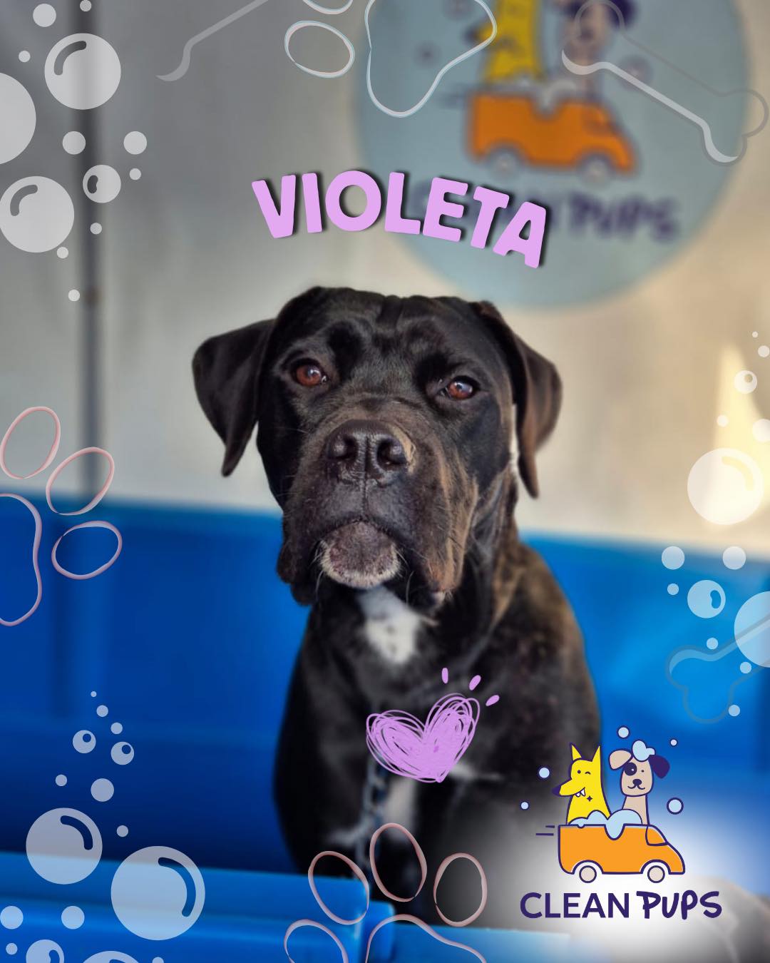 Visitamos a Violeta 🐾💜 para su segundo baño 🙌💜 
Se portó excelente 🥰

#viñadelmar #bañosadomicilio #libredeestrés #siglo #de #doglover en Clean Pups, Viña del Mar