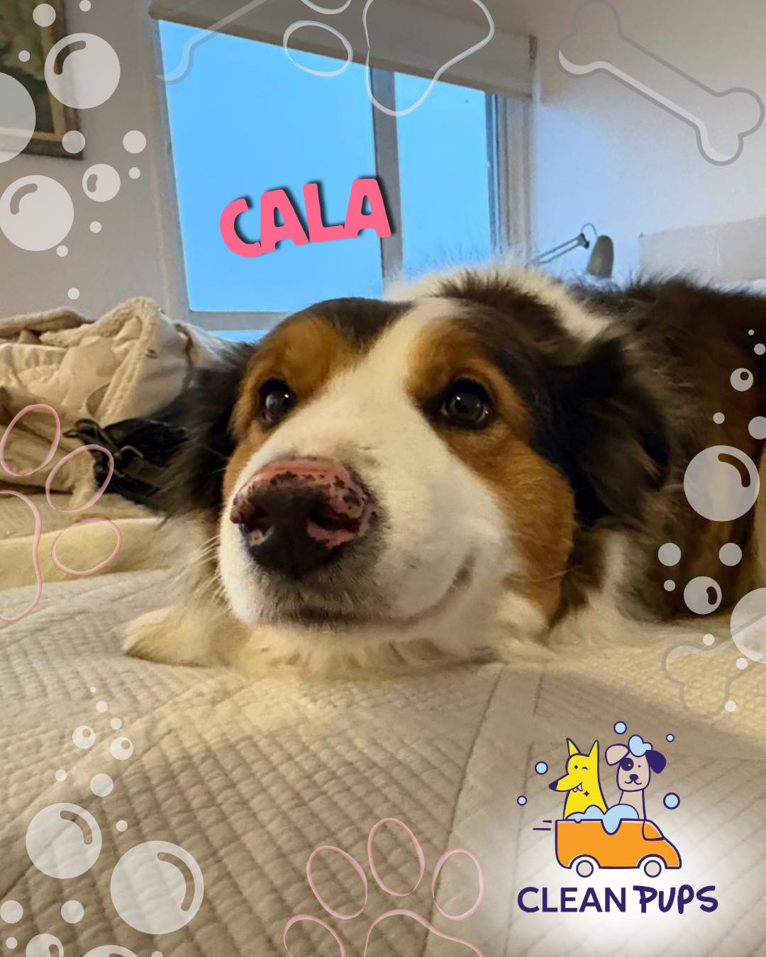 Cala 🩷 feliz y reluciente después de su momento de spa con Clean Pups 🛁 
👀 Ella sabe que puede llegar corriendo a subirse a la cama después de su baño ✨🎀

Cala es la pionera y mamá de la manada de Clean Pups 🐶🐾

#reluciente #viñadelmar #bañosadomicilio🚿🐕 #happydogs en Clean Pups, Viña del Mar