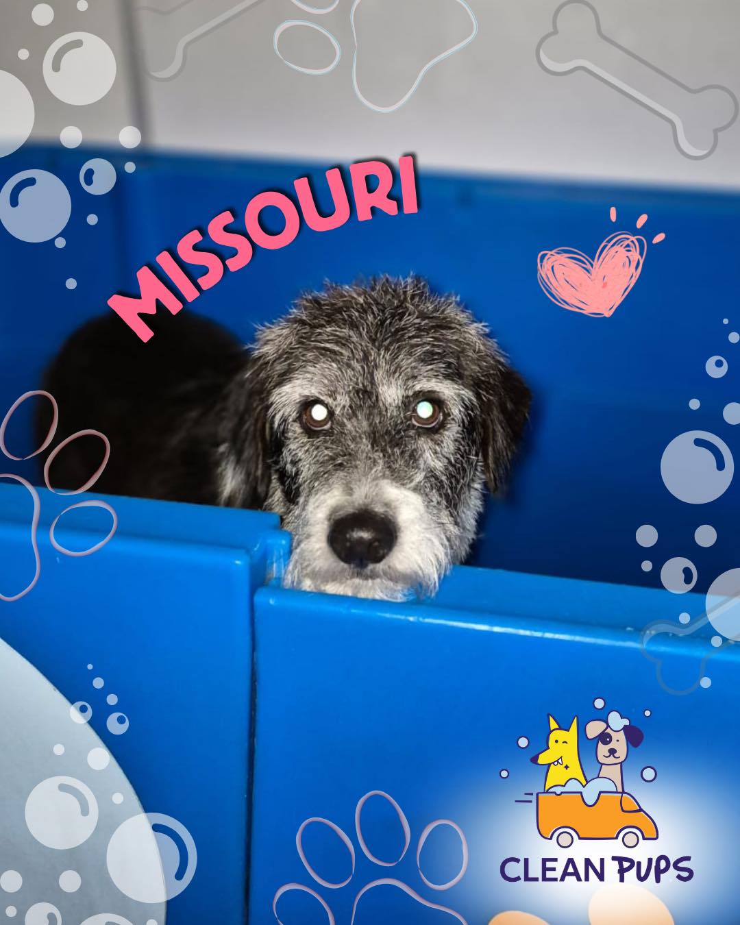 Missouri 🎀 de una voz agua y muuuy mimada 🥰

#bañoadomicilioparaperros #viña #viñadelmar #relax en Clean Pups, Viña del Mar
