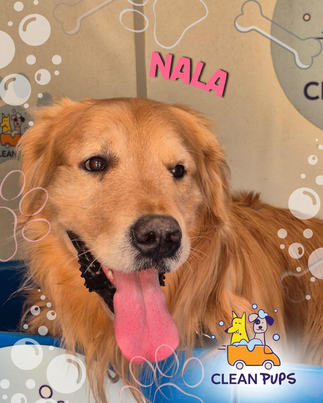 Nala💕 
Una golden muy tranquila 🥰 
Pero tan amiga del agua que nunca se quiere secar 💦🐾 en Clean Pups, Viña del Mar