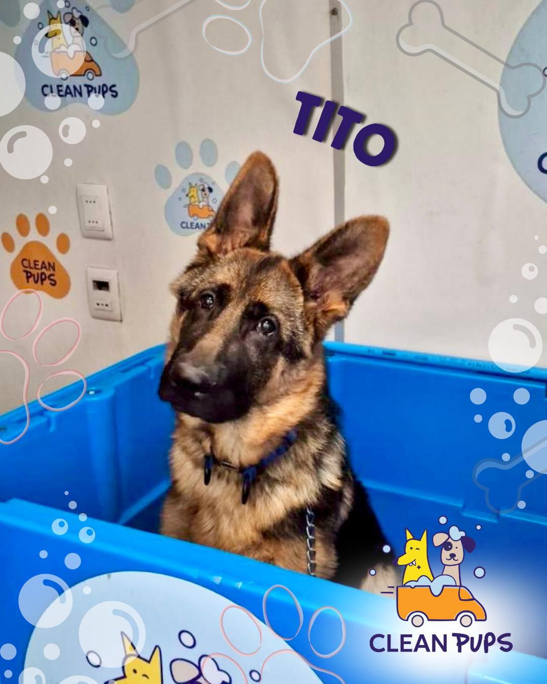 Tito 🐾
Es un bebé de 8 meses 🥰 y tvimos el honor de darle su primer baño 🛁

➡️Es el tercer integrante de la familia que recibe su spa con Clean Pups ✨
Gracias por confiar en nosotros 🐾♥️

#cleanpups #puppys #bañoadomicilio #viñadelmar en Clean Pups, Viña del Mar