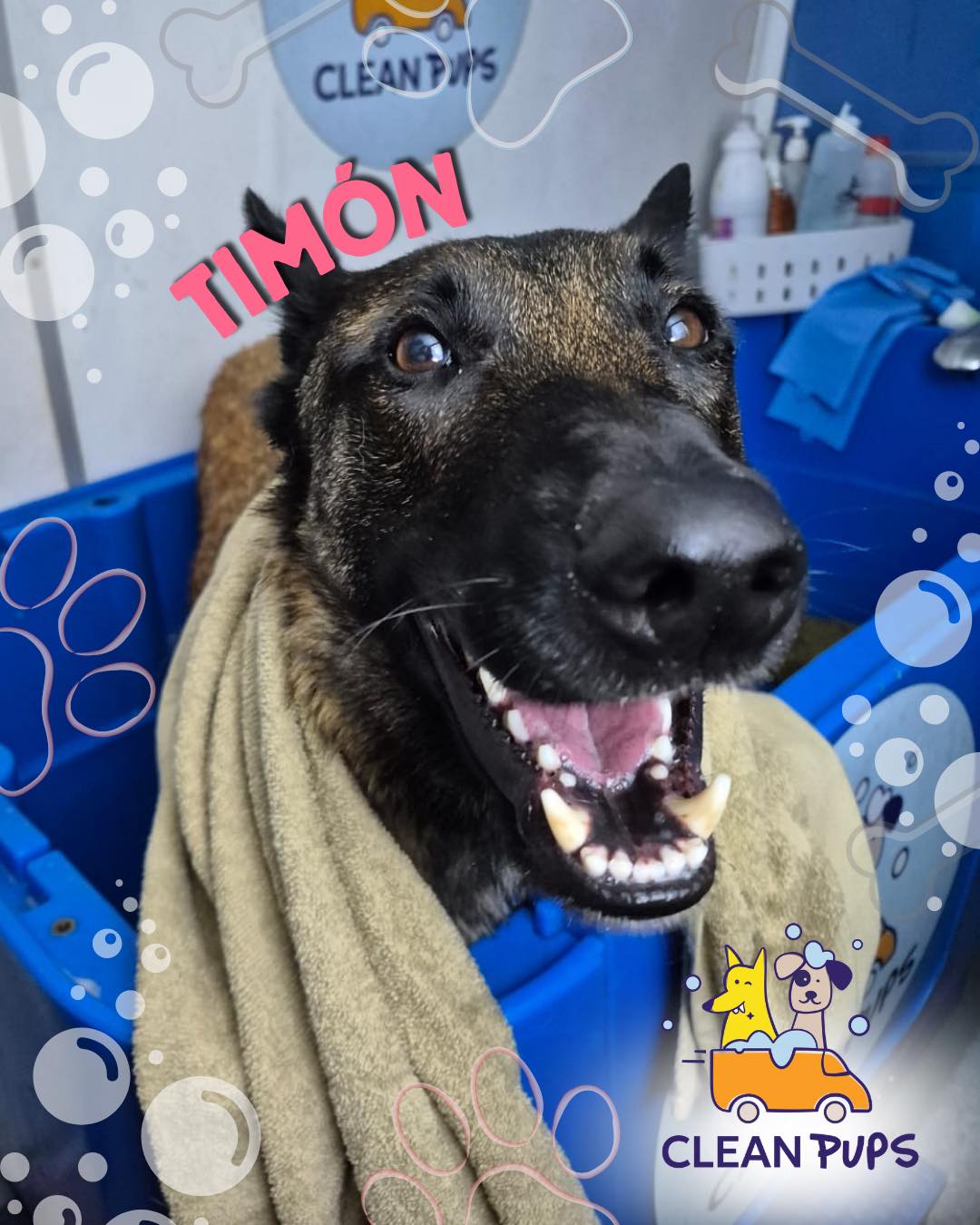 Timón 🐾
Un Pastor Belga Malinois ✨ muuuy juguetón e inquieto 👀 pero también muy cariñoso 🥰

➡️Desliza para ver más de este perrito regalón ♥️ en Clean Pups, Viña del Mar