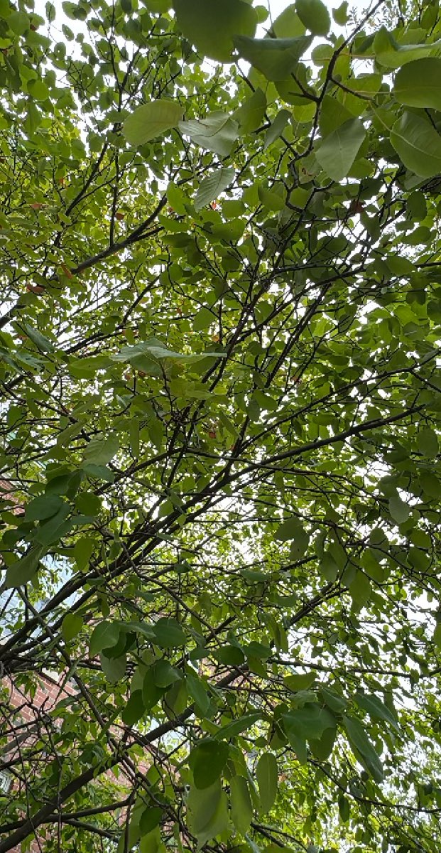 Wheaton College (IL) Scavenger Hunt scavenger hunt photos