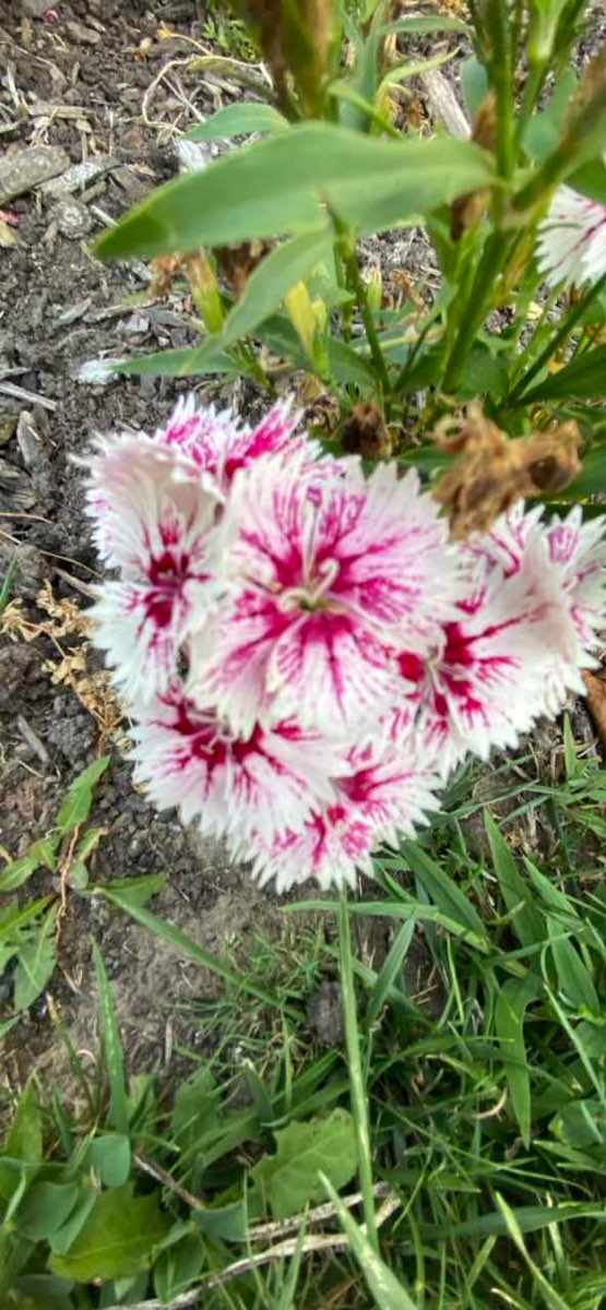 이스트 로체스터 스캐빈저 헌트 스캐빈저 헌트 사진