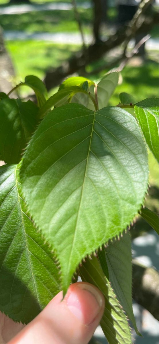 밀포드 펜실베이니아 스캐빈저 헌트 스캐빈저 헌트 사진