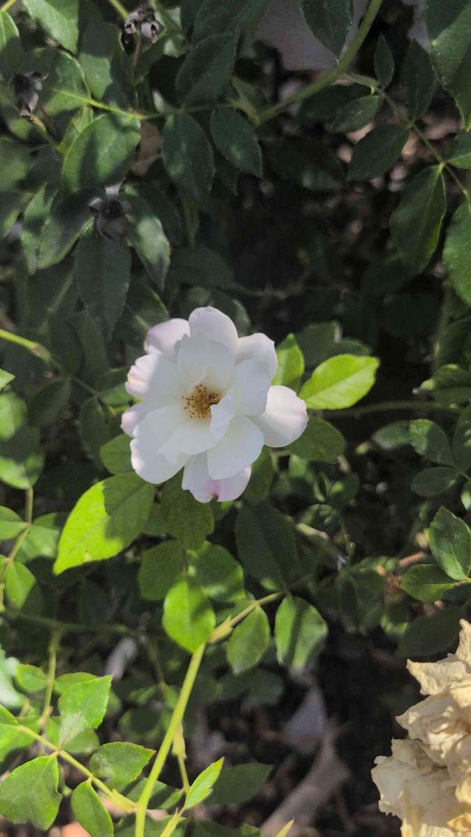 Upland Scavenger Hunt scavenger hunt photos