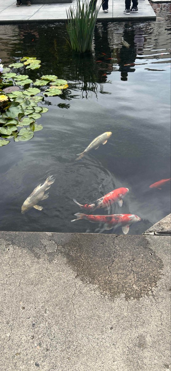 Newport Beach Scavenger Hunt kincskereső fotók