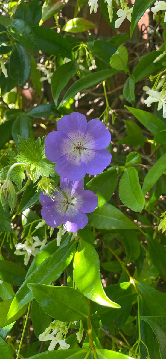 Edmonds Scavenger Hunt scavenger hunt photos