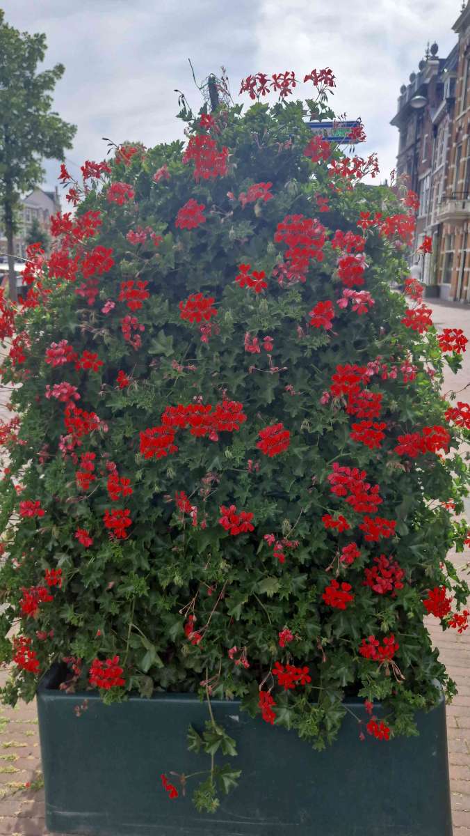 Fotografii v&acirc;n&abreve;toare de comori Haarlem