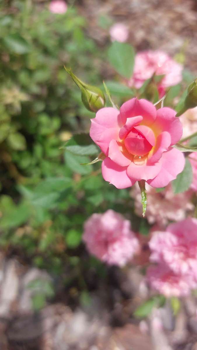 Photos de la chasse au trésor de Live Oak