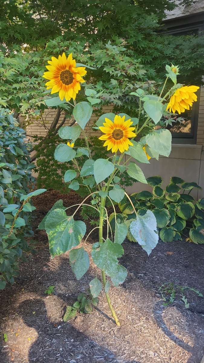 Bilder fra New Philadelphia Scavenger Hunt